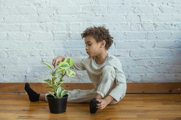 Quelles plantes choisir pour un mur végétal à l'intérieur d'une salle de bains humide ?