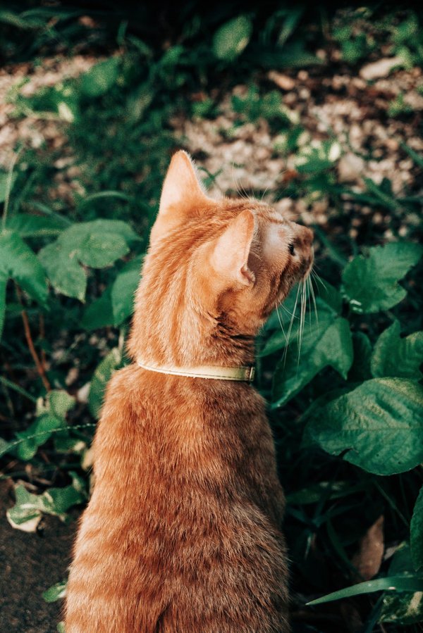 Quelles astuces pour cultiver des légumes anciens sur un balcon de ville ?